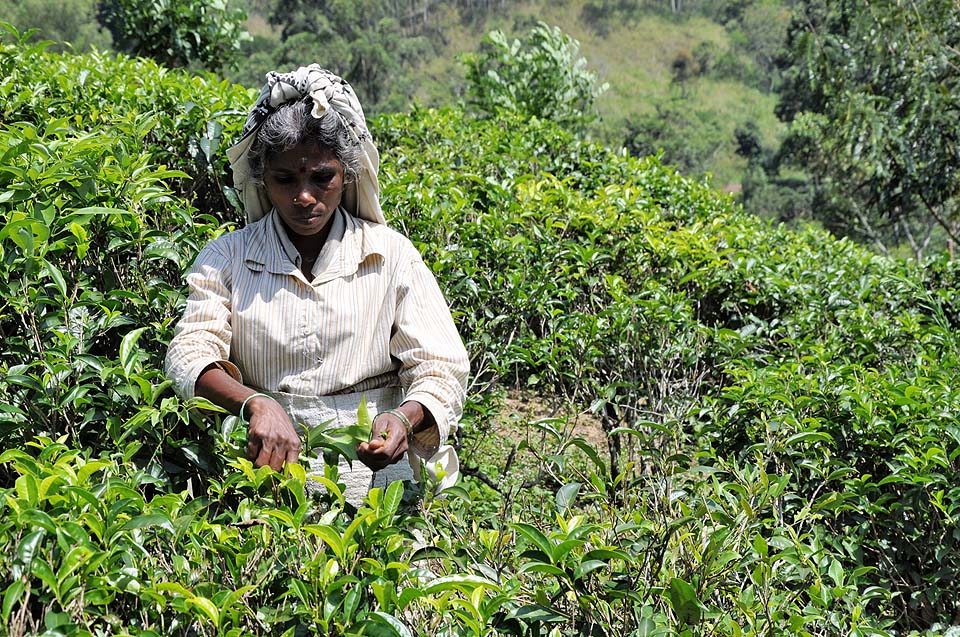 Sri Lanka 1047