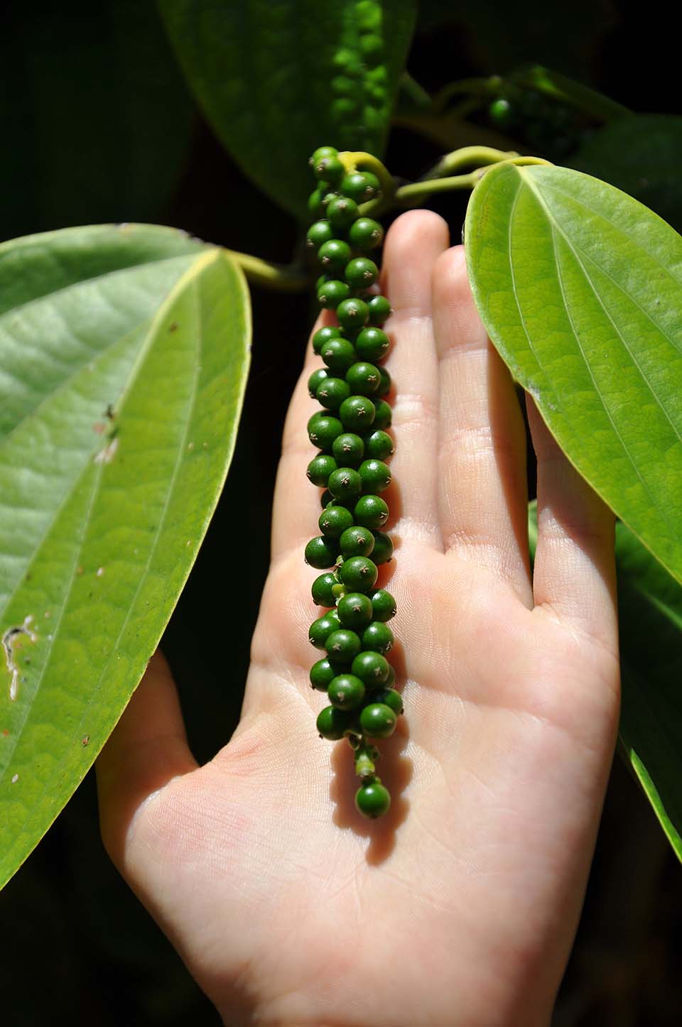 Sri Lanka 1114