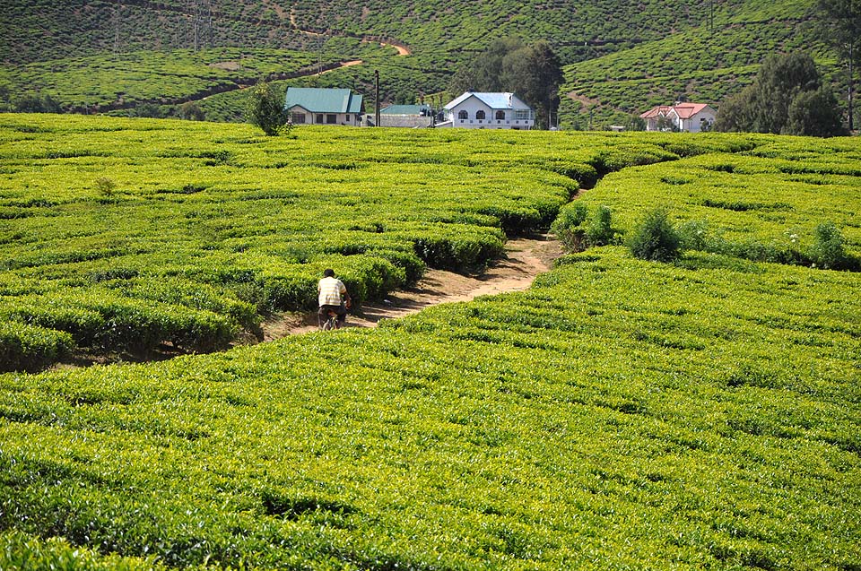 Sri Lanka 1146