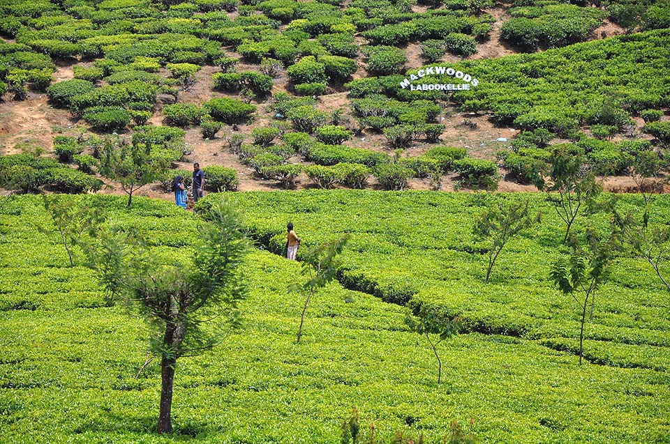 Sri Lanka 1224