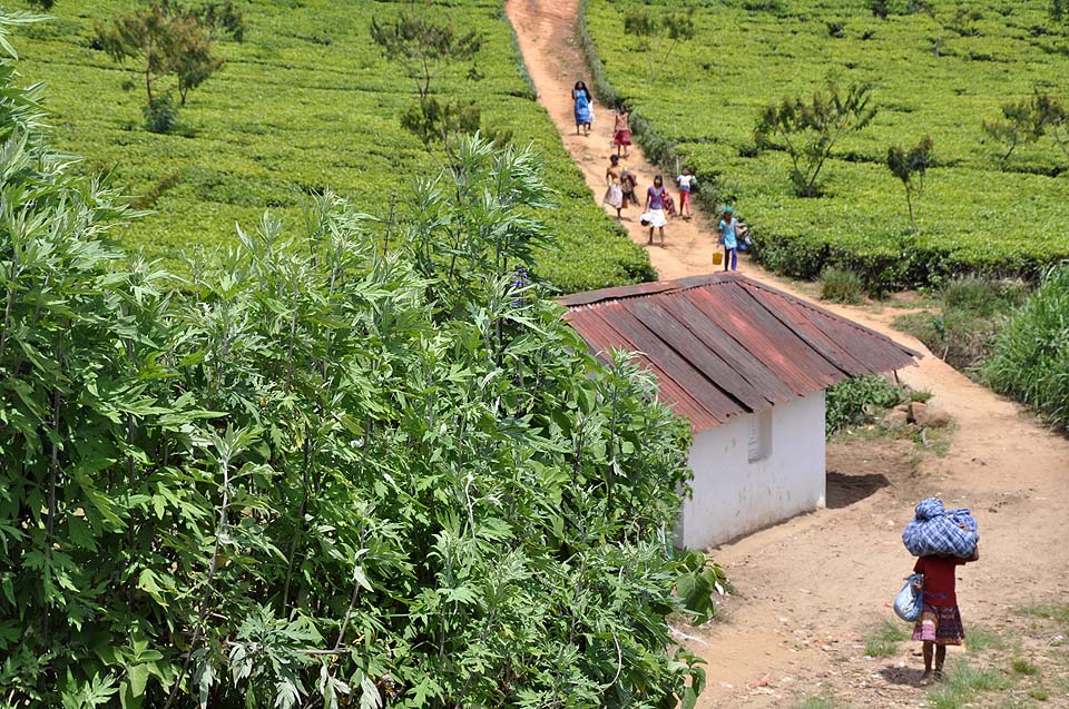 Sri Lanka 1226