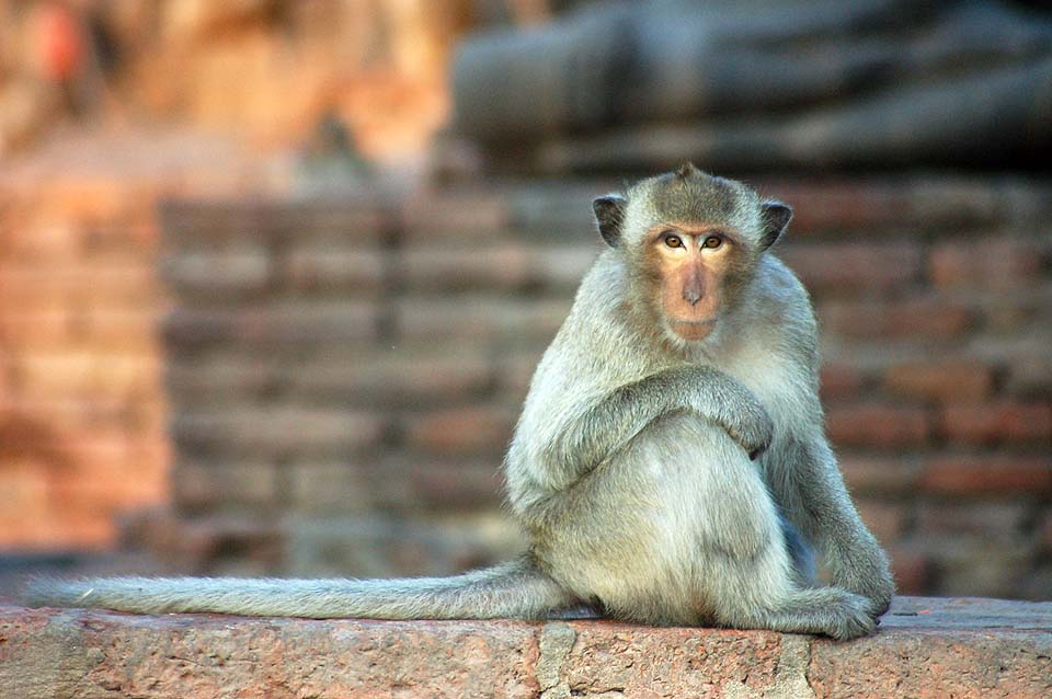 Thailande 2008 0208