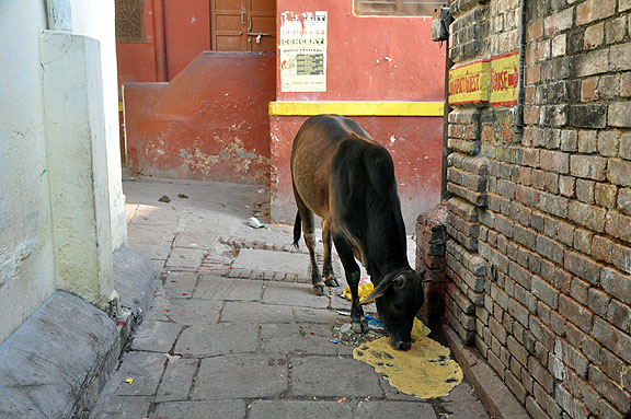 Inde 187