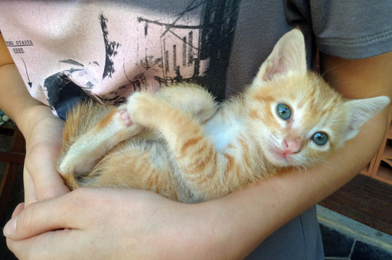 cambodge-021-chaton