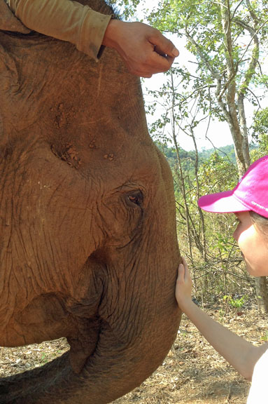 cambodge-245-elephant