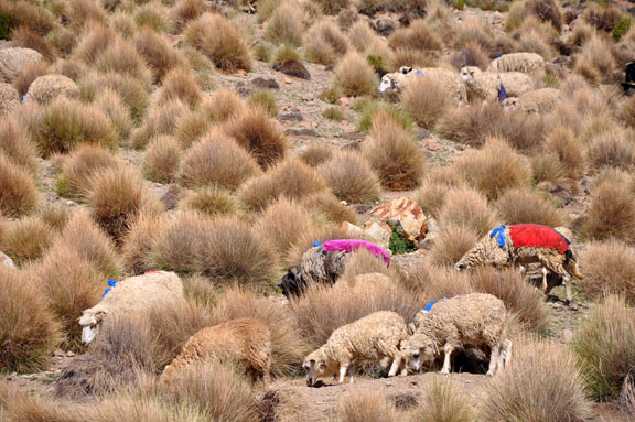 Bolivie, Bolivia 509