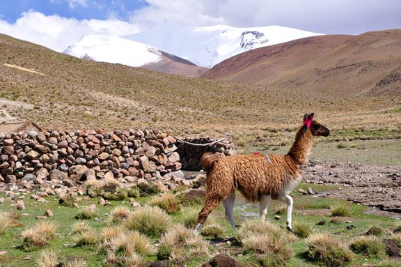 Bolivie, Bolivia 520